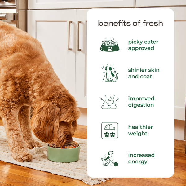 Freshpet Healthy & Natural Dog Food, Fresh Chicken Recipe